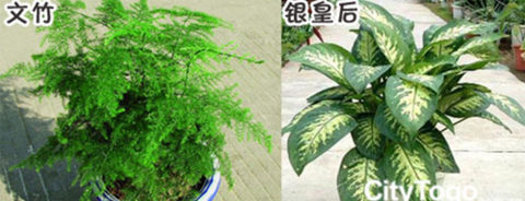 净化空气的绿色植物