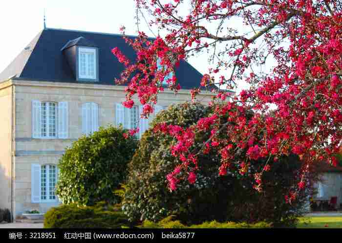 红花和绿色植物图片