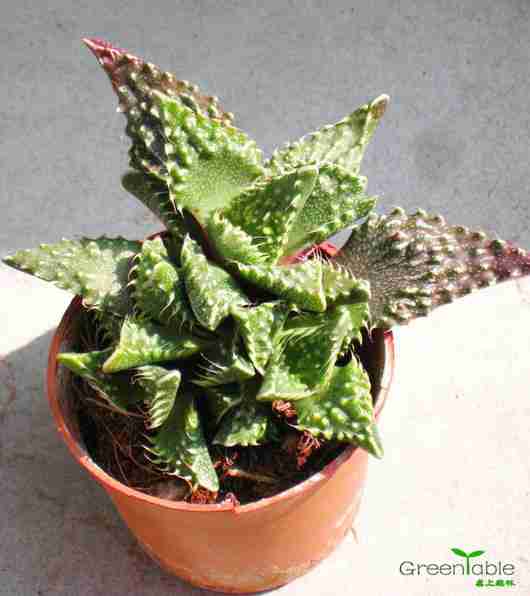 小型绿色植物_图片搜索