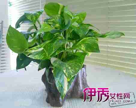 转载绿色植物功能多