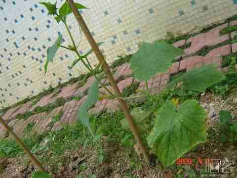 幼儿园的绿色植物_早教幼教