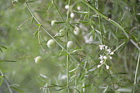 绿色植物上的果实