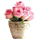 绿色植物装扮夏日清凉家居