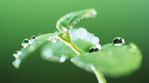 高清绿色植物摄影