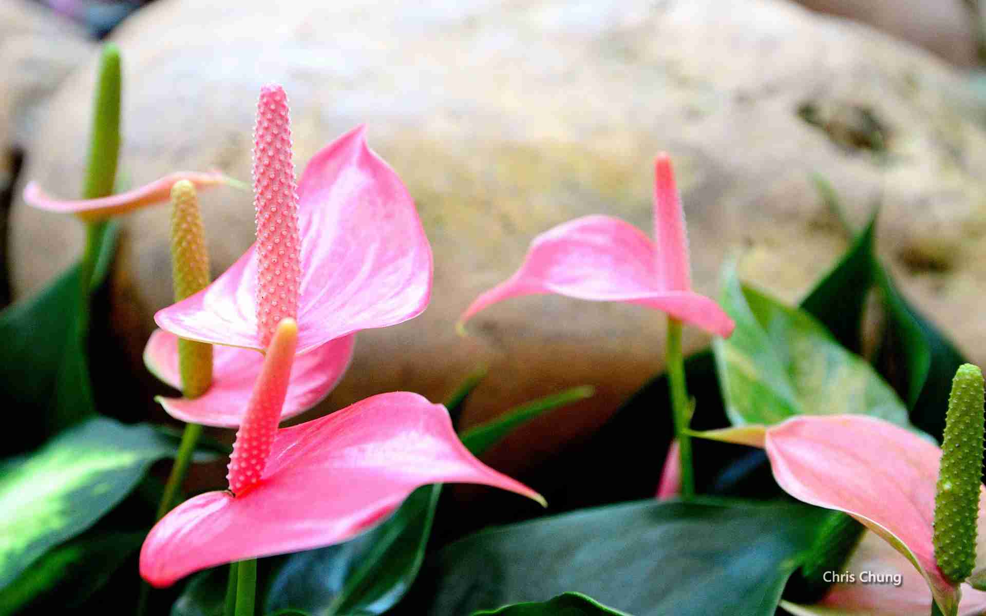 香港公园绿色植物图片