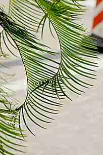 胶囊和绿色植物