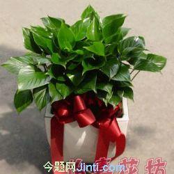 家养绿色植物图片