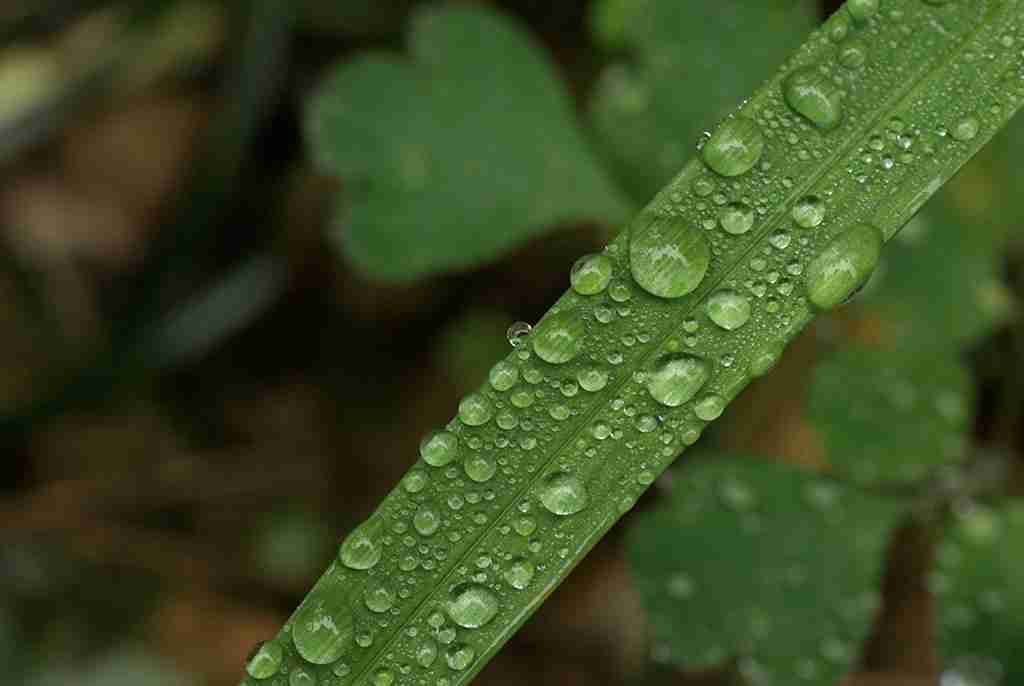 绿色植物特写_全景图片