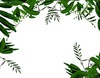 绿色植物边框相框图片