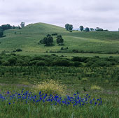草原绿色植物_全景图片