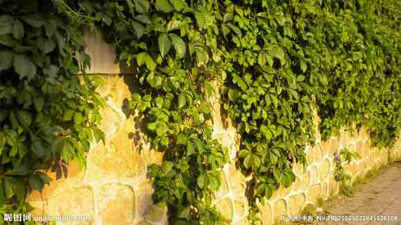 绿色植物墙图片