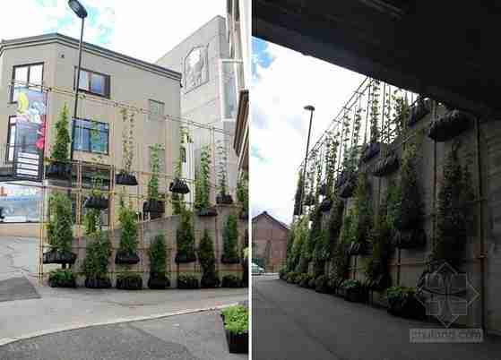 绿色植物墙壁第张图片