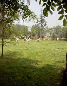 绿色的植物摄影图__自然风景