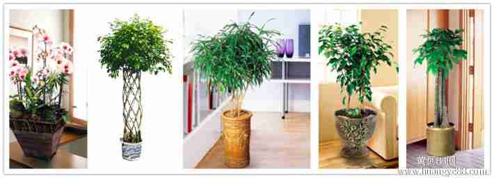 松江商务楼植物租摆办公室绿色植物室内绿化租摆