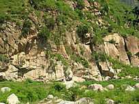 山上的绿色植物图片