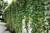 沙发边的绿色植物和茶几上的相框鲜花图片