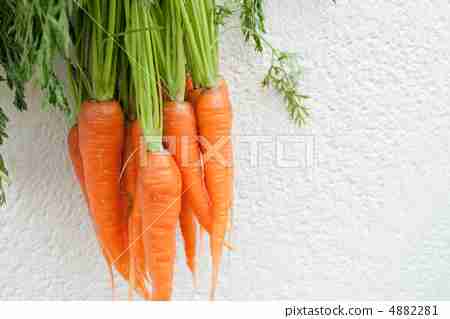 绿色植物图库照片