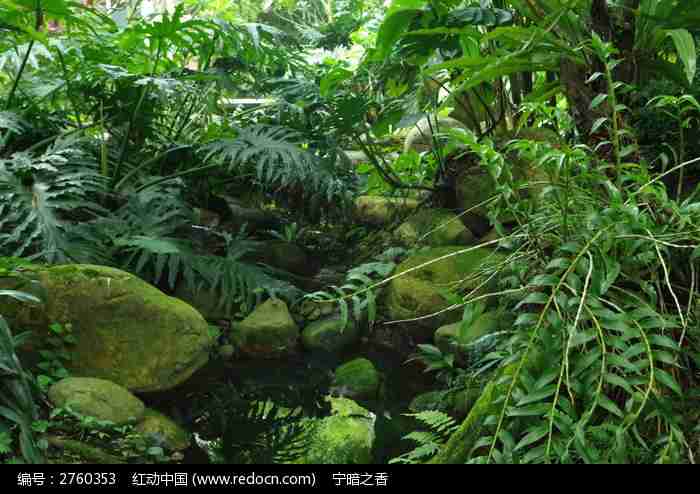 小溪边的绿色植物背景图片