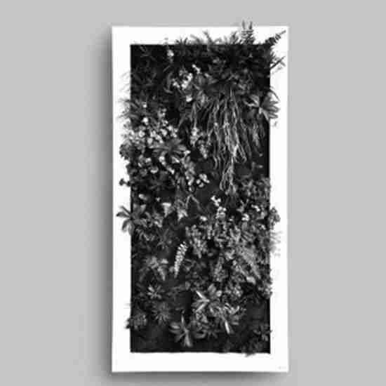 绿色植物墙|让世界更美丽图