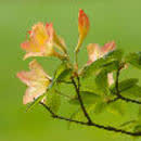 高清|花卉|植物|必应专区|必应|bing|bing