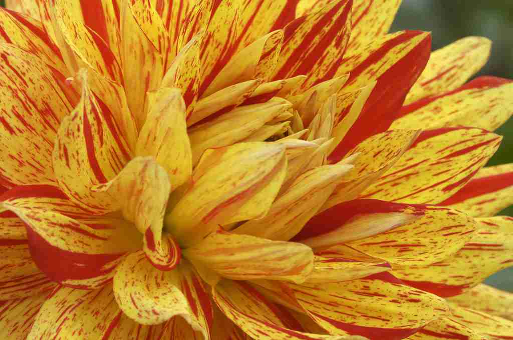 花朵|高清花朵|微距花卉|微距花朵|微距花朵