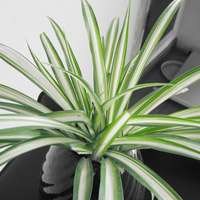 醉蝶花高清图片__花卉图片