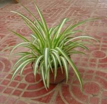 植物￥元wall'scolor沃斯卡乐赠高清