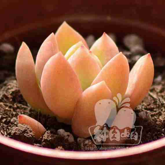 肉黄丽多肉植物迷你盆栽防辐射绿植办公室内花卉