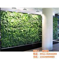 植物墙|铭秀立体|石家庄植物墙高清图片