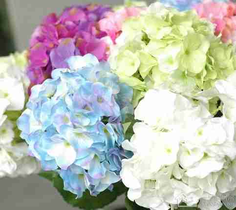 植物清凉痱子粉红茶清香玉米粉