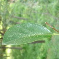 头像风景图片花草