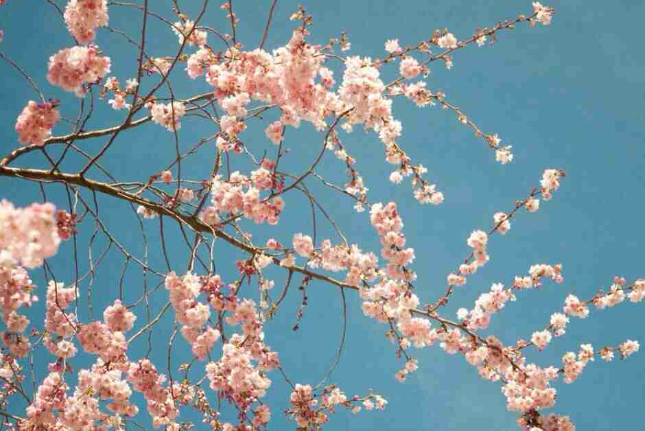 花卉植物>腊梅朵朵