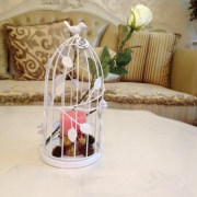 出售水培植物水培