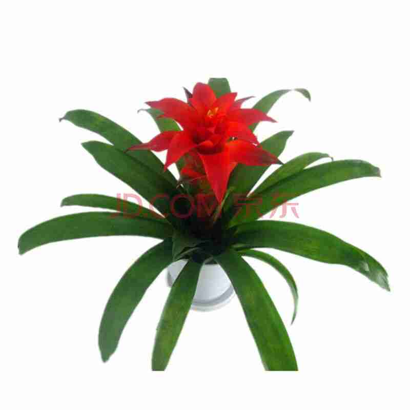客厅水培植物号店