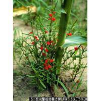 独脚金中药材植物名独脚金植物科目玄参科