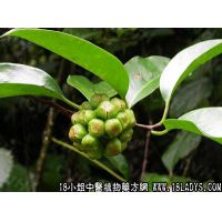 黑老虎中药材植物名江南五味子植物