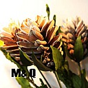 郁金兰花瓶插花植物干花