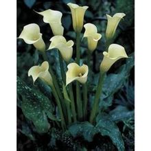 白马蹄莲植物形态