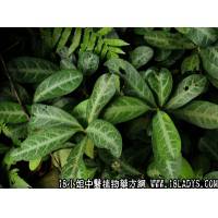 龙脷叶中药材植物名龙脷叶植物科目大戟科