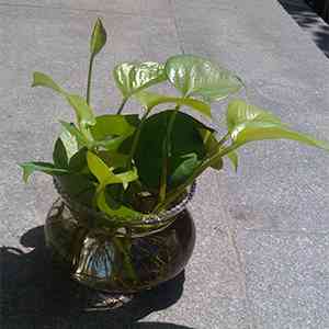 个性时尚新奇植物