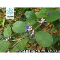 谷木中药材植物名构植物科目桑科