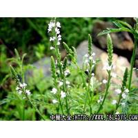 马鞭草中药材植物名马鞭草植物科目马鞭草科
