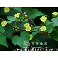 篱栏中药材植物名篱栏植物科目旋花科