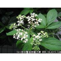 走马箭中药材植物名蒴翟植物科目忍冬科