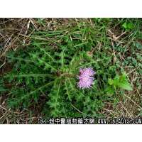 山萝卜中药材植物名大蓟植物科目菊科