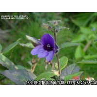 大还魂中药材植物名黑色爵床植物科目爵床科