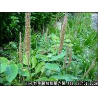 兔狗尾中药材植物名猫尾射植物科目蝶形花科