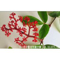 独脚乌扣中药材植物名白粉藤植物科目葡萄科