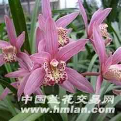 多图盆栽植物兰花