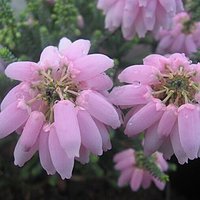 欧石楠属植物进入发育期